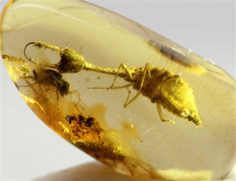 fossilized amber for sale